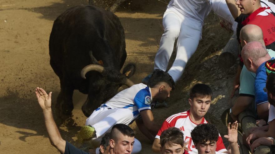 Fotos del primer encierro del Pilón de fiestas de Falces de 2026