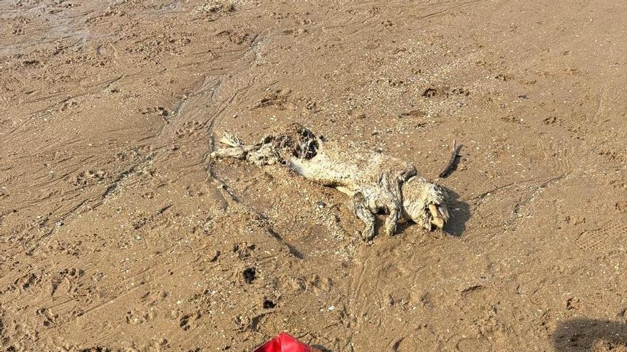 Hallan el cadáver de un jabalí en Getxo