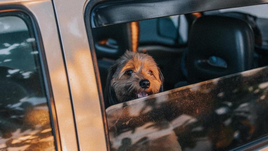 “Cinco minutos pueden ser letales”: la Protectora de Gipuzkoa advierte del peligro de dejar perros dentro del coche en verano