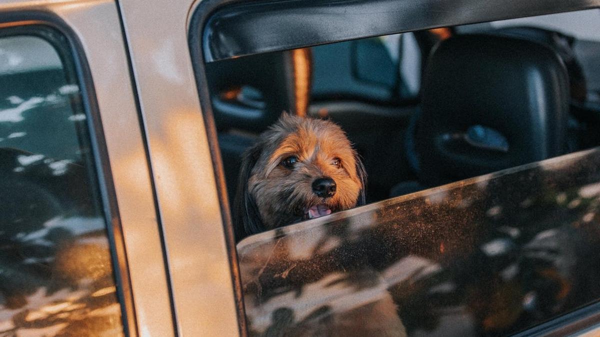 Un perro dentro del coche.