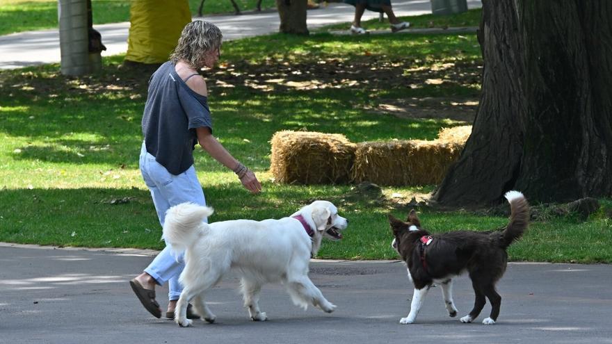 Cae en Bizkaia una red dedicada a las estafas con falsas ventas de mascotas por Internet