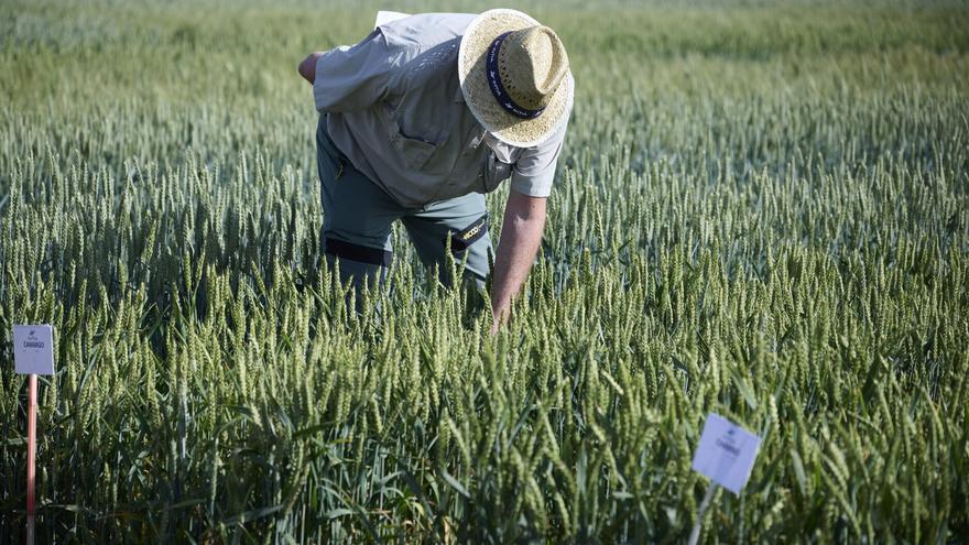 La cosecha de cereal será un 12% inferior a la del año pasado en Navarra