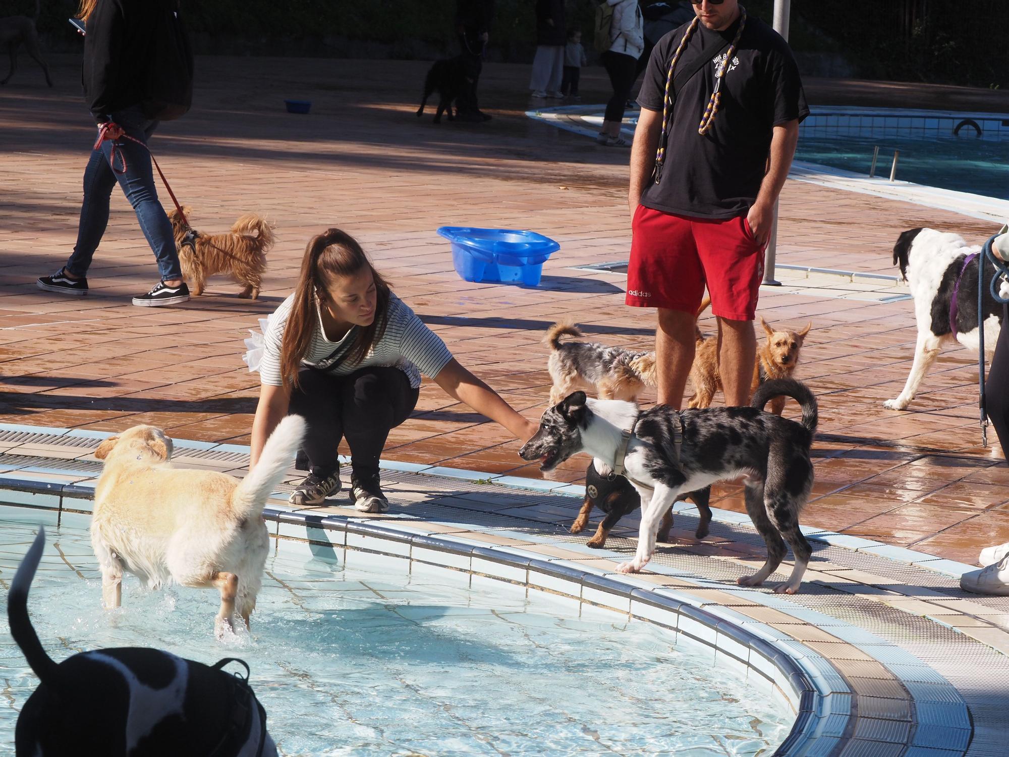 Las piscinas de Eibar han sido coto privado para los perros