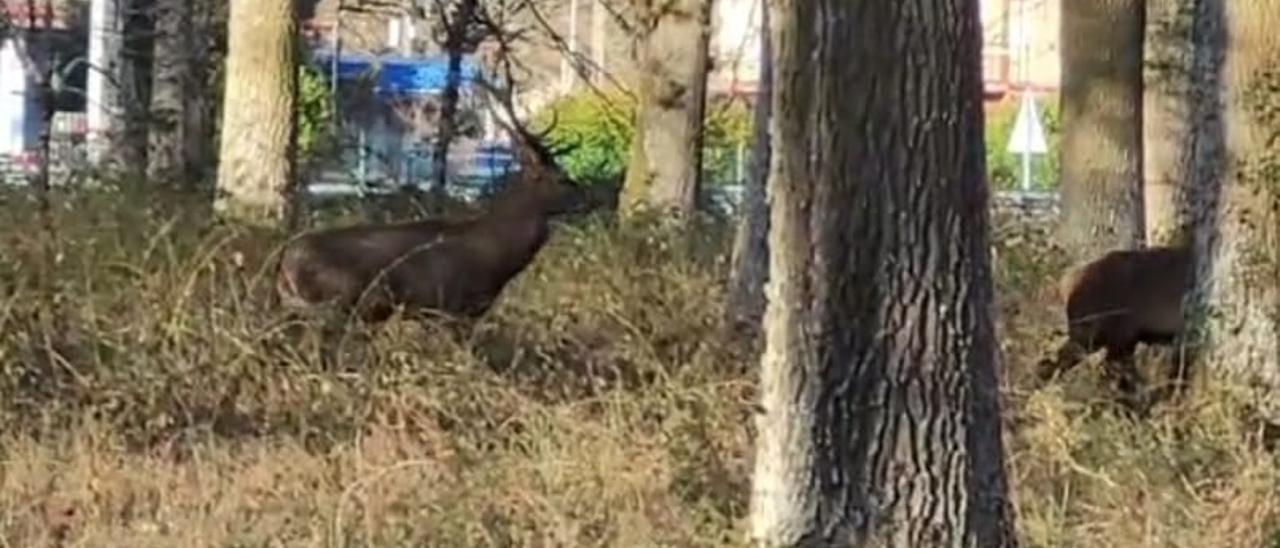 VÍDEO | Ciervos en Murgia