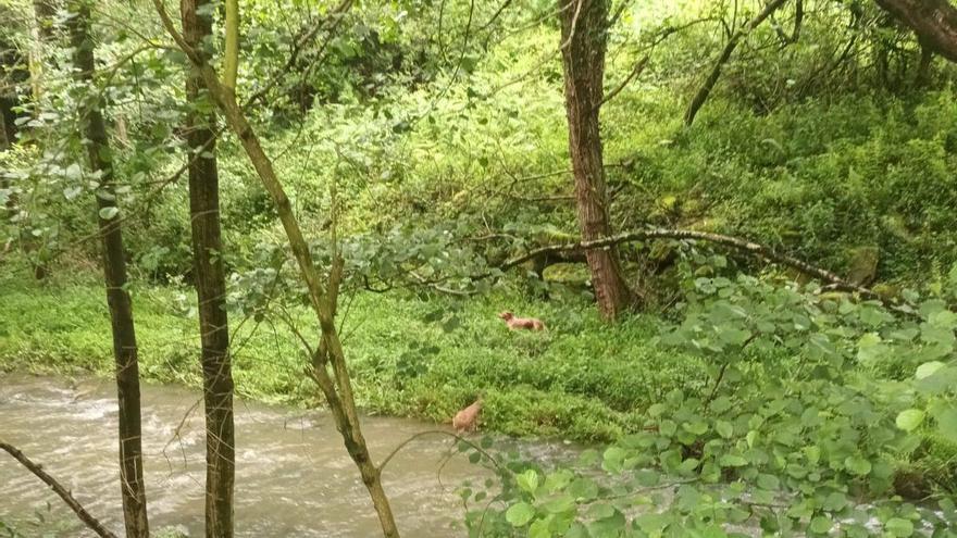 Rescatan a una cría de corzo acorralada por un perro de caza en Barakaldo