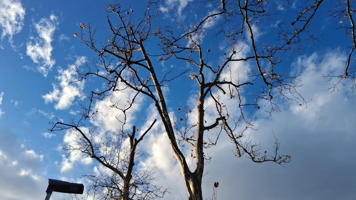 Uno de los ejemplares dañados por el hongo paráisito