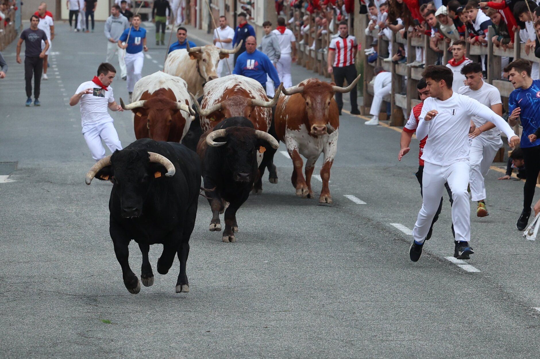 Fotos del primer encierro de fiestas de Sangüesa
