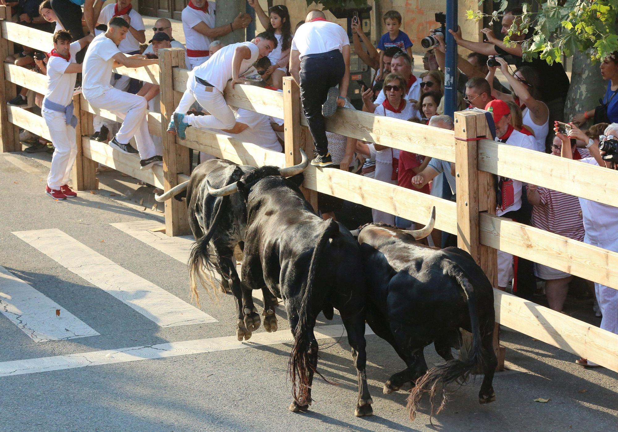 Fotos del primer encierro de fiestas de Tafalla