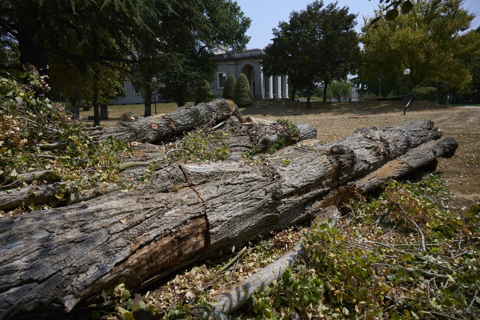 Tala de árboles en la Universidad de Navarra