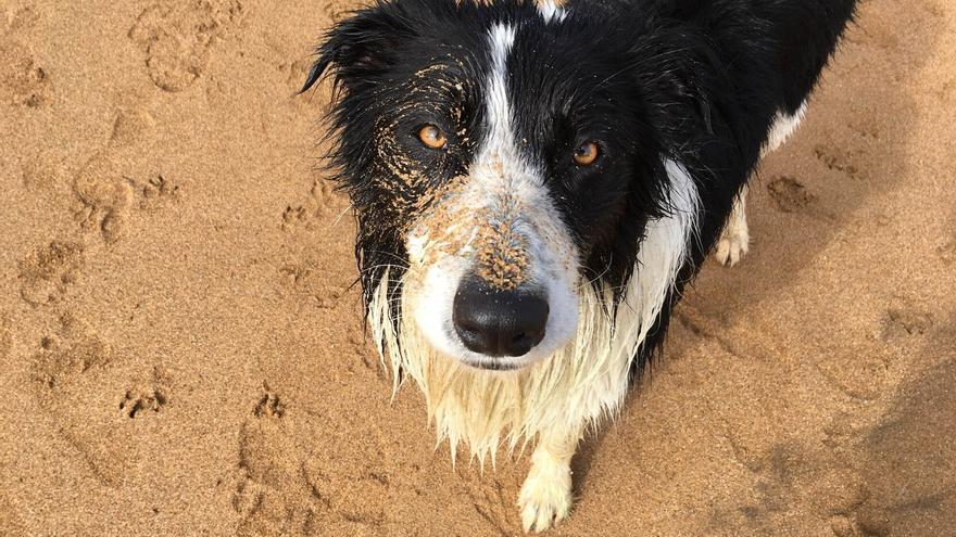 Ni por la noche: la playa vasca que mantiene el veto a los perros en verano