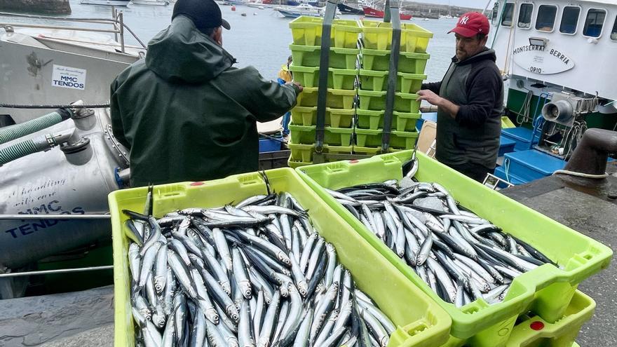 Los puertos de Bizkaia reciben cerca de medio millón de kilos de anchoa