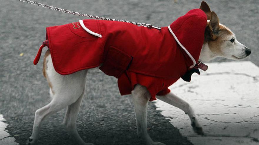 Nápoles pedirá el ADN de los perros para multar si no recogen las heces