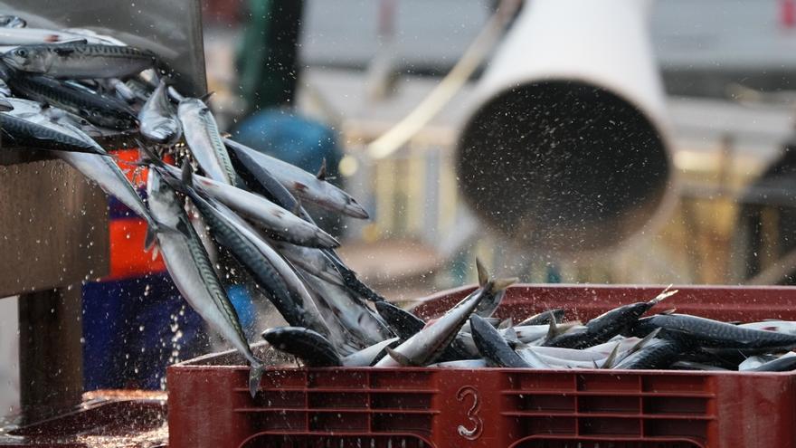 El Gobierno vasco pide más cuota de verdel para 2026, una gestión "flexible" y una respuesta "firme" de la UE