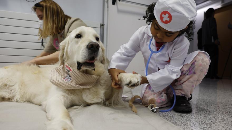 No son médicos, pero curan: así trabajan los perros terapeutas en Pamplona