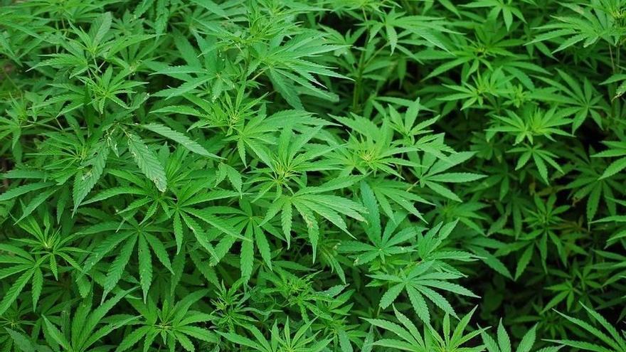 Plantación de cannabis.