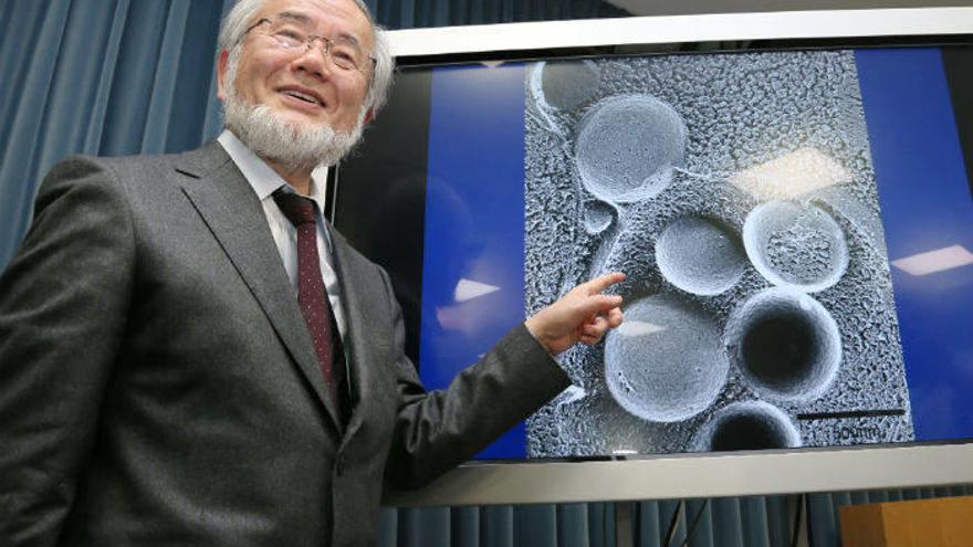 El japonés Yoshinori Ohsumi, premio Nobel de Medicina.