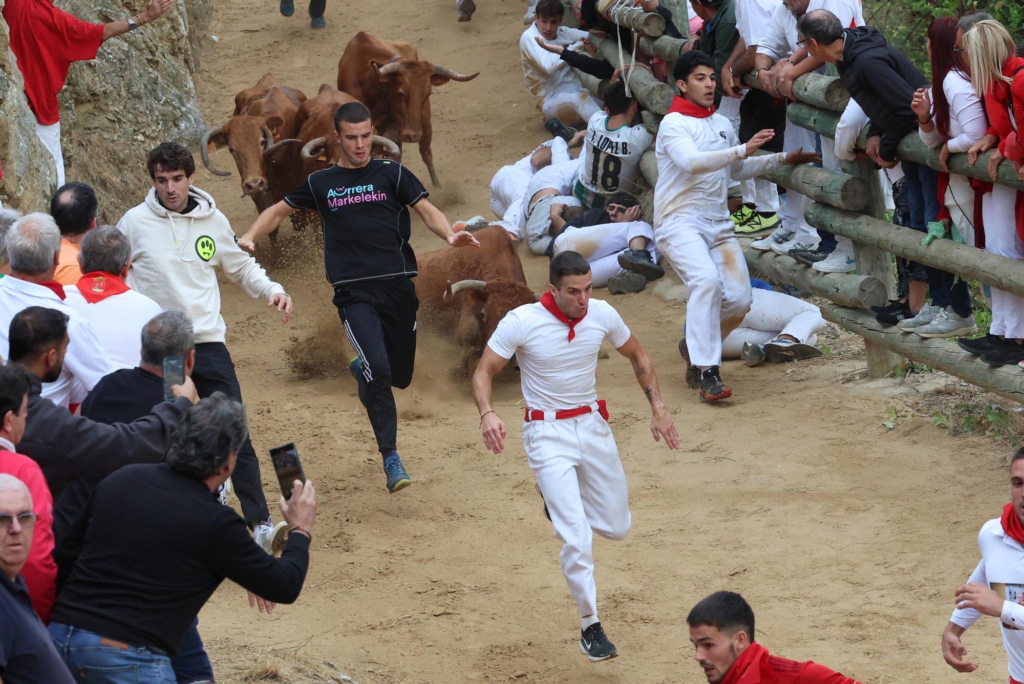 Fotos del sexto encierro del Pilón de Falces 2025, con vacas de Hípica Zahorí
