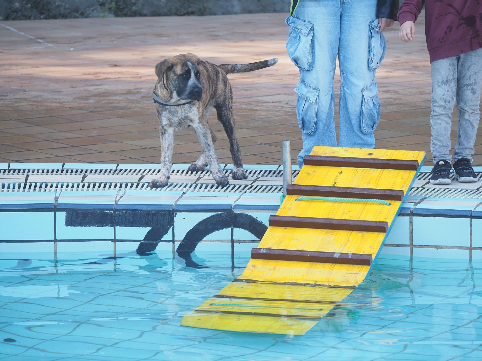 Las piscinas de Eibar han sido coto privado para los perros