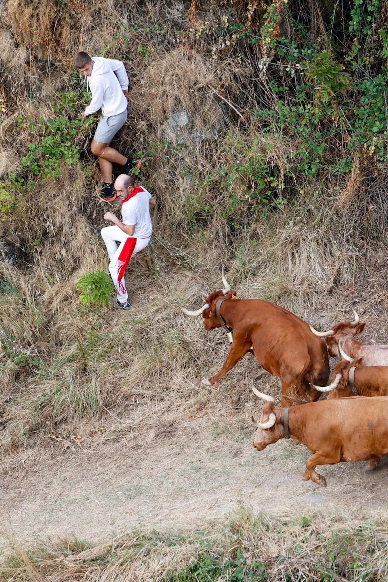 Fotos del quinto encierro del Pilón de Falces 2025 con vacas de Eulogio Mateo