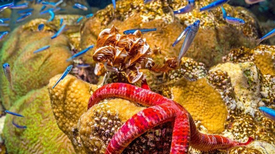 La belleza y la preservación de mares y océanos, protagonistas del festival Cimasub en Deba