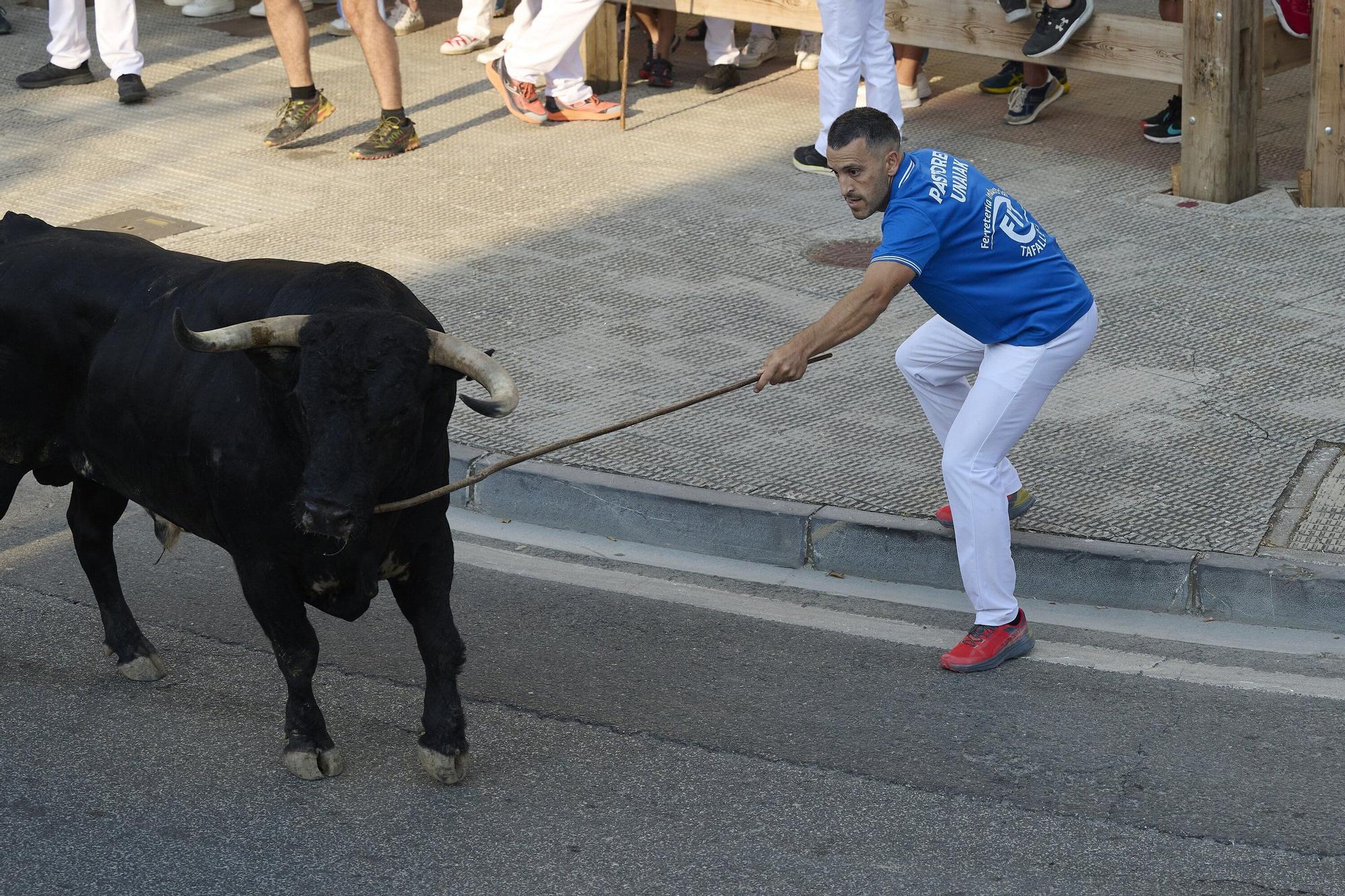 Fotos del primer encierro de fiestas de Tafalla