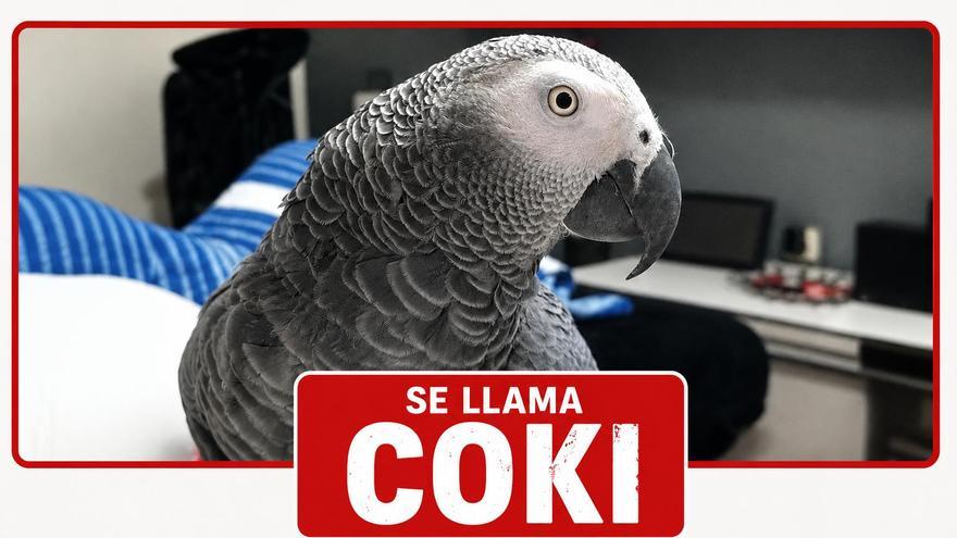 Buscan a Coki, un loro yaco desparecido en Usansolo