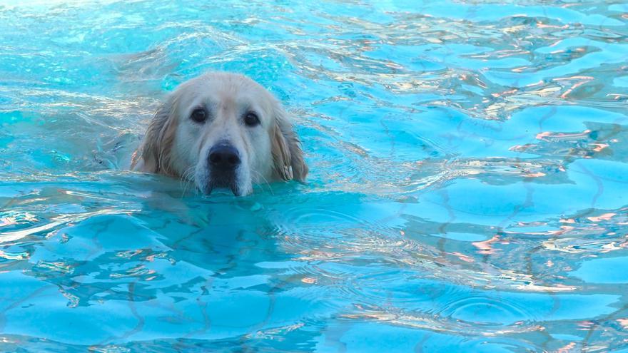 Las piscinas de Eibar han sido coto privado para los perros