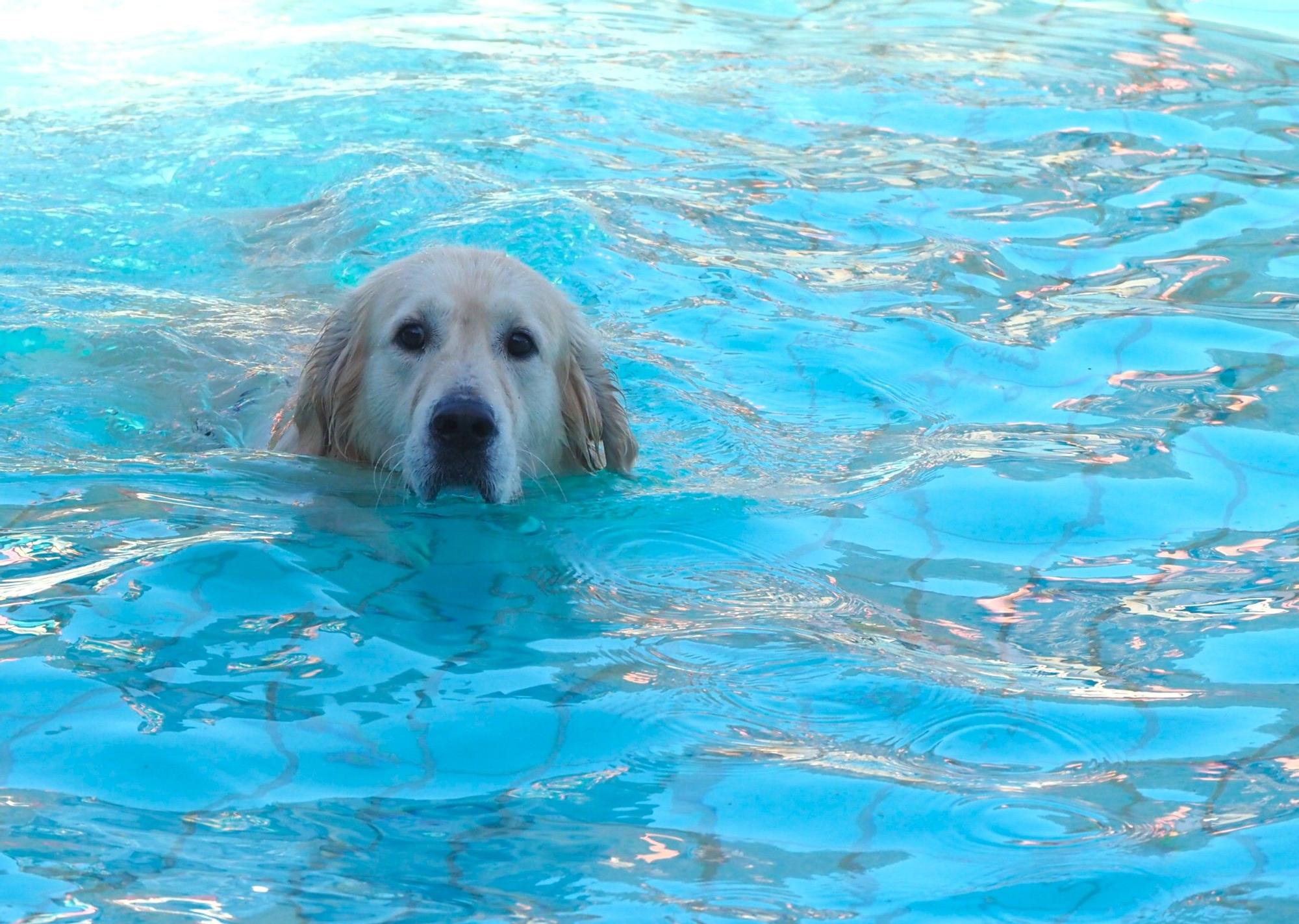 Las piscinas de Eibar han sido coto privado para los perros