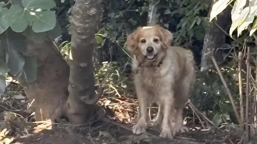 Curri, el perro de diez años que busca una nueva oportunidad