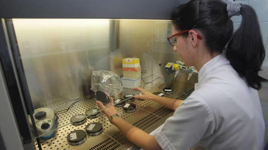 Una profesional manipula muestras en el laboratorio del Instituto de Salud Pública y Laboral de Navarra.