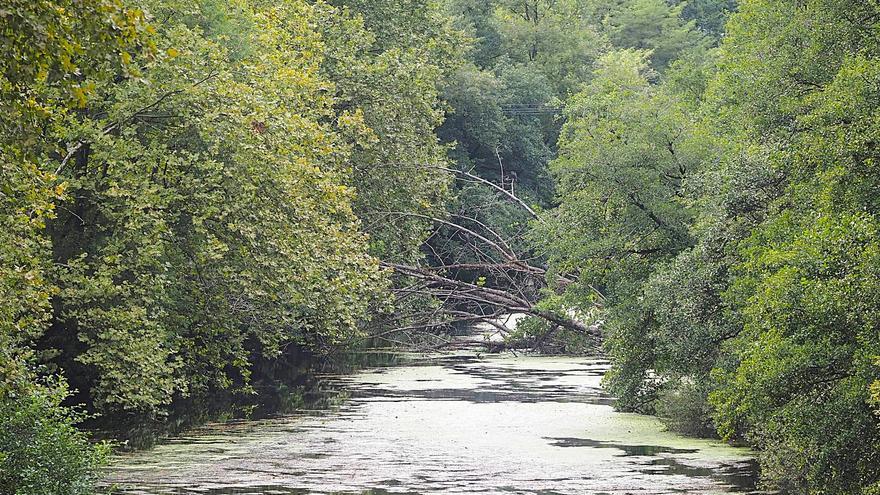 Un árbol caído obstruye de manera parcial el cauce del río Deba a su paso por Elgoibar