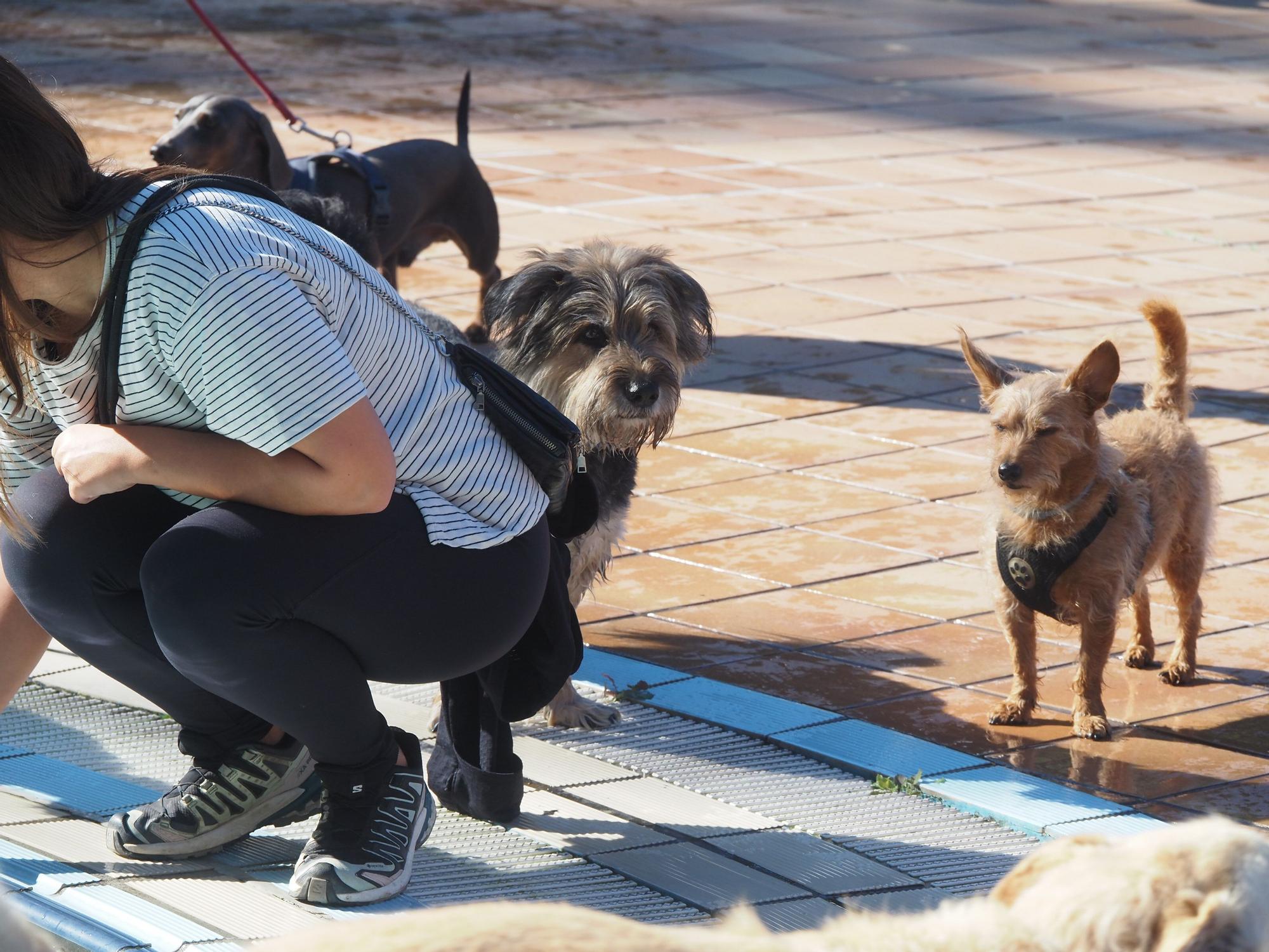 Las piscinas de Eibar han sido coto privado para los perros