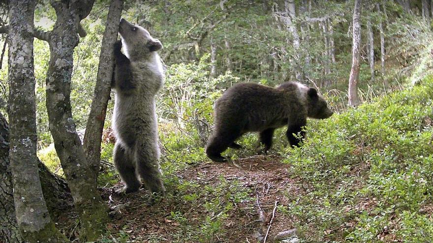 El oso pardo avistado esta madrugada en Navarra podría ser hijo de Sorita o Claverina, nacido el año pasado