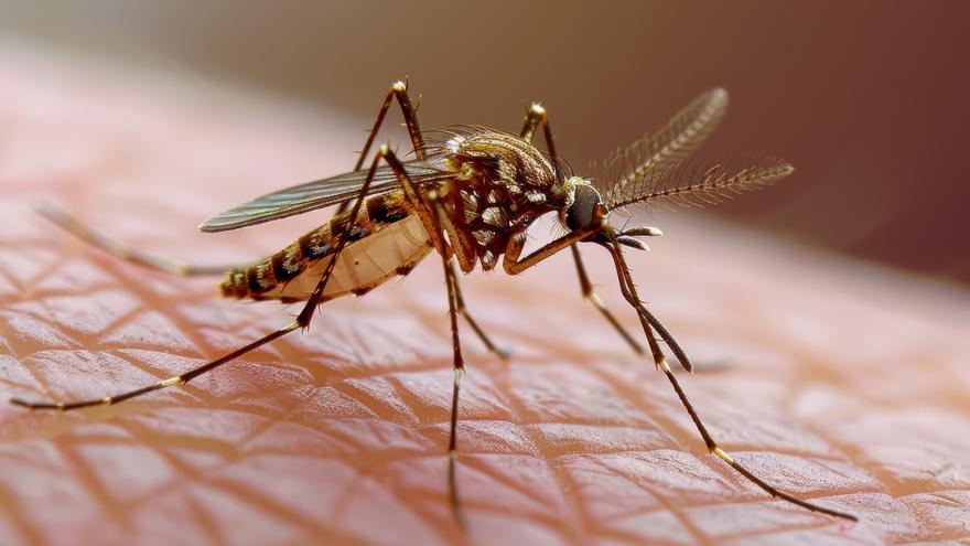 Adiós a los mosquitos: la solución de Leroy Merlin con la que blindar tu casa contra los insectos