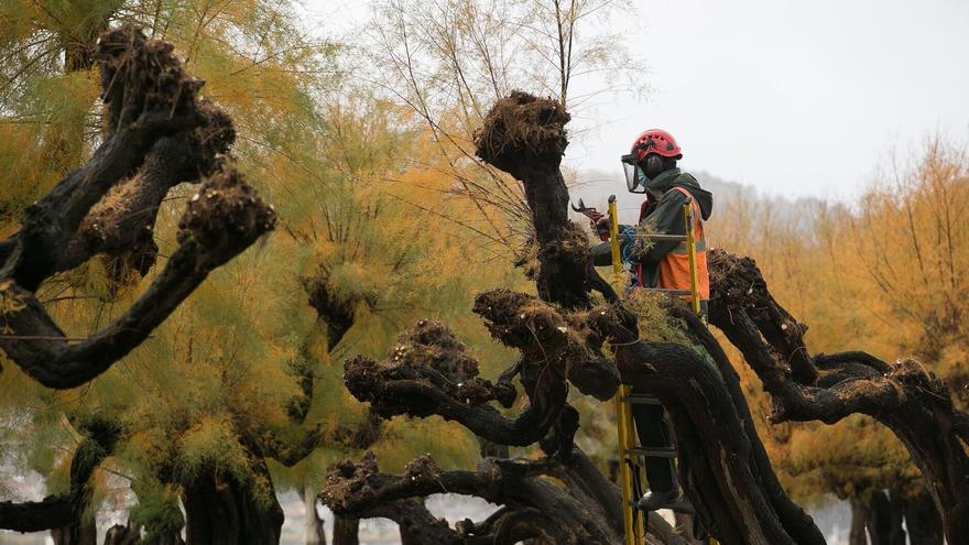 Donostia avanza con el Plan de Arbolado, que plantea “estrategias” para mejorar el patrimonio arbóreo
