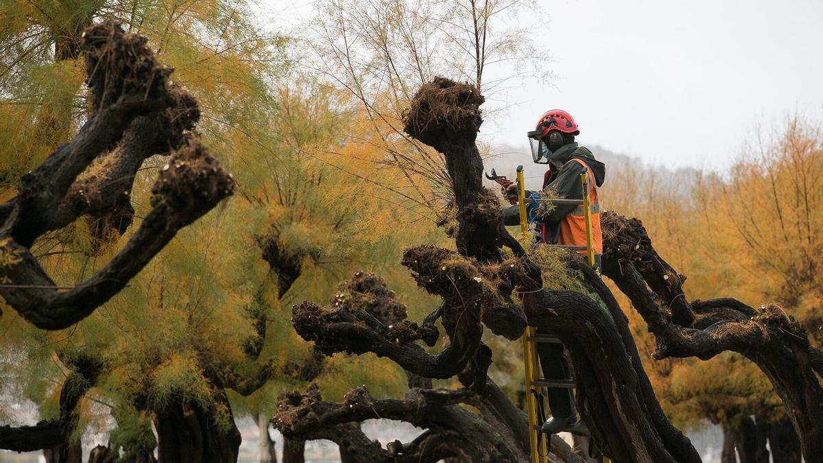 Un operario realiza labores de poda en los tamarindos de Alderdi Eder
