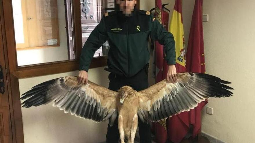 Cuatro titulares de líneas eléctricas, investigados por la muerte de 45 aves protegidas en Ávila