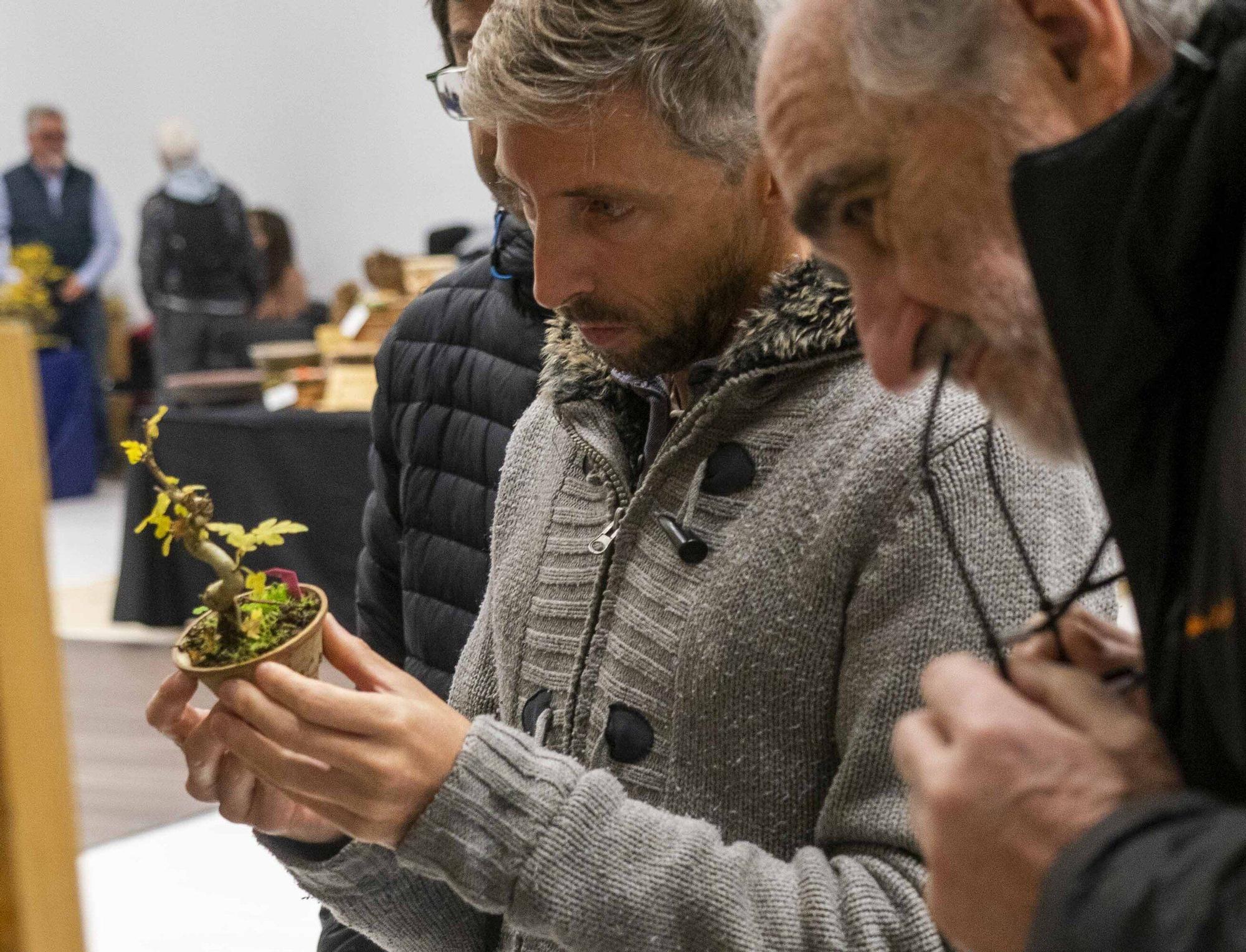 En imágenes: El arte del bonsái llega a Vitoria-Gasteiz
