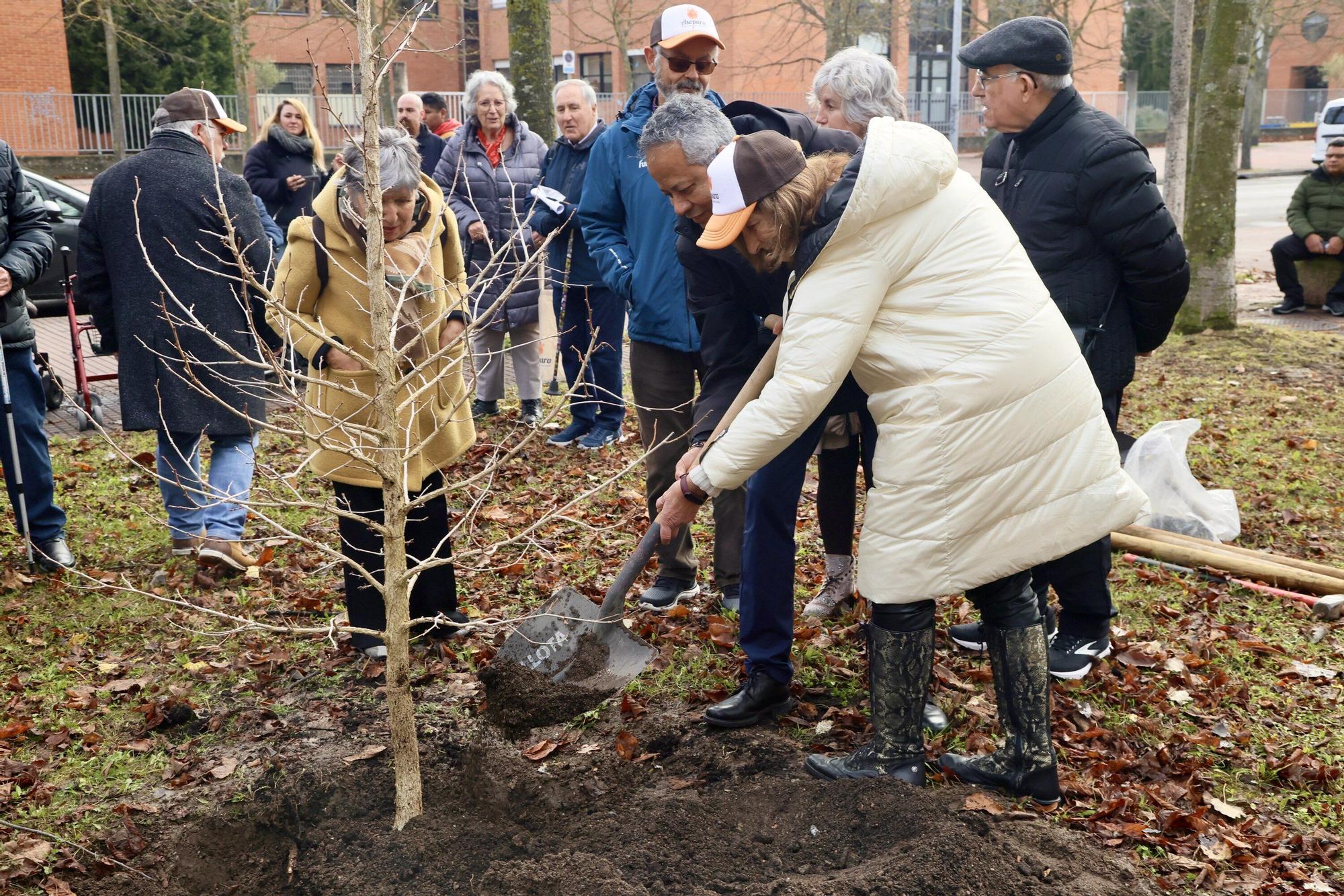 En imágenes: Un árbol para 25 años de lucha contra el párkinson en Vitoria