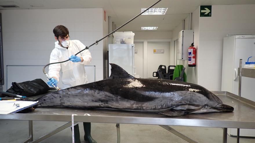 Sareus, al rescate de los animales marinos varados en las playas vascas