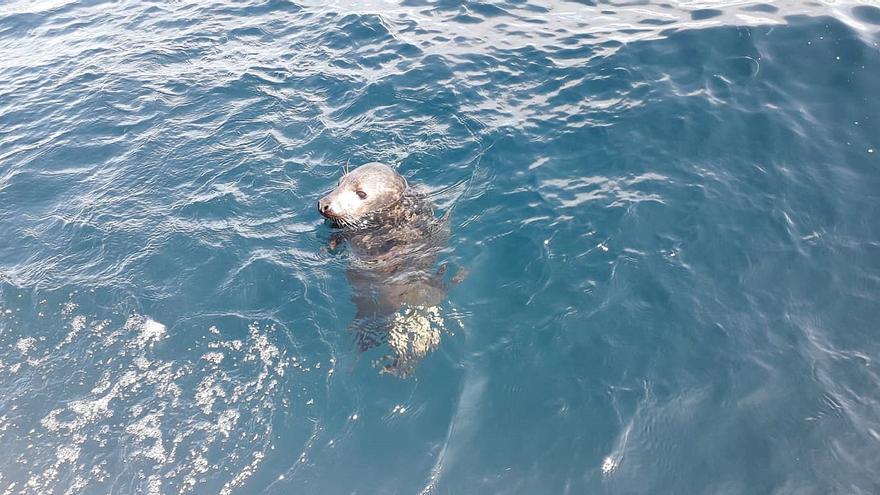 El Mundial de Surf en Nueva Zelanda, suspendido temporalmente por el ataque de una foca
