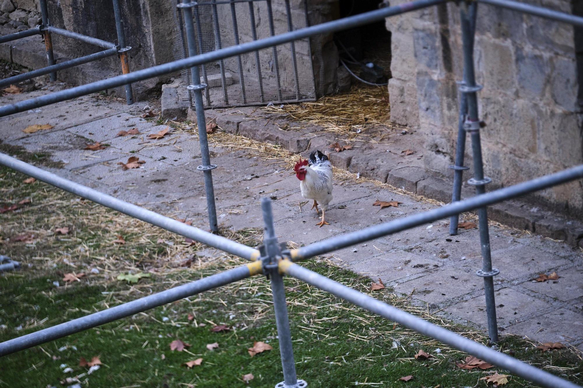 EN FOTOS | Estas son las jaulas que prepara el Ayuntamiento para confinar todas las aves de la Taconera