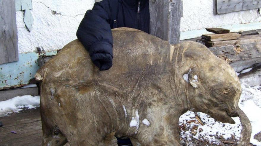 Una cría de mamut de solo un mes se expone por primera vez en Europa