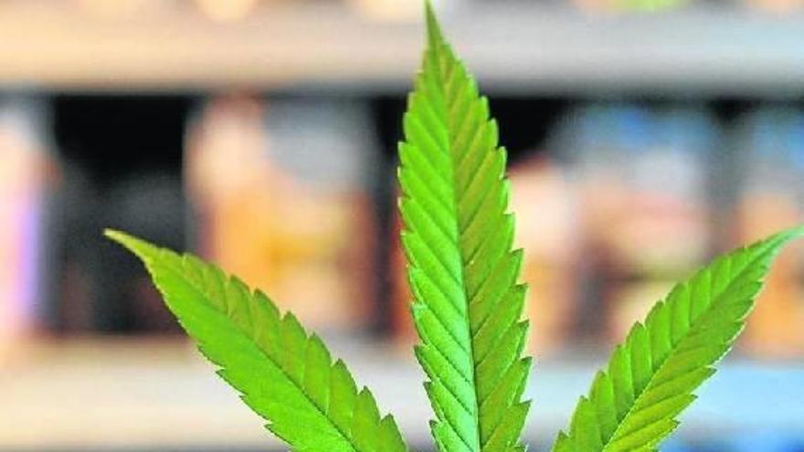 Una planta de marihuana.