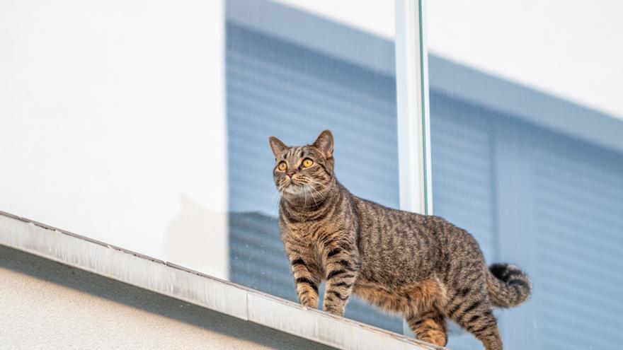 Un peatón, herido tras caerle un gato en la cabeza desde un cuarto piso