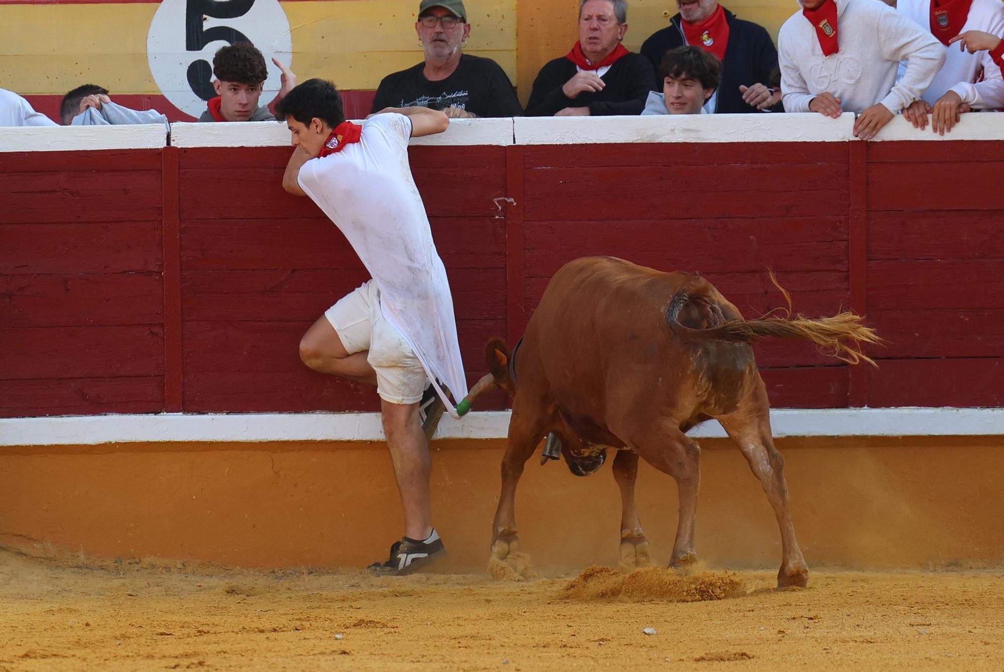 Suelta de vaquillas tras el tercer encierro de Tudela