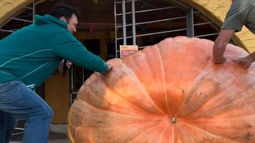 Un navarro bate el récord de España de calabazas gigantes con una de 1.187 kilos