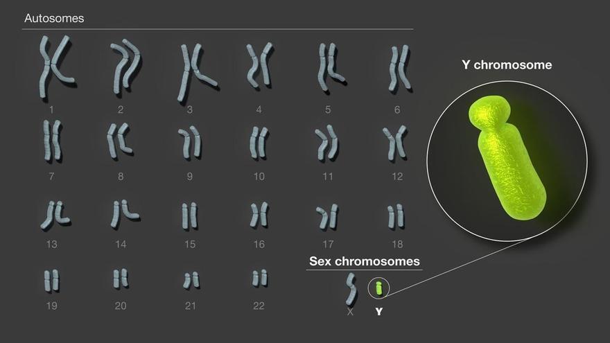 Descifrado el cromosoma Y, la última pieza restante del genoma humano