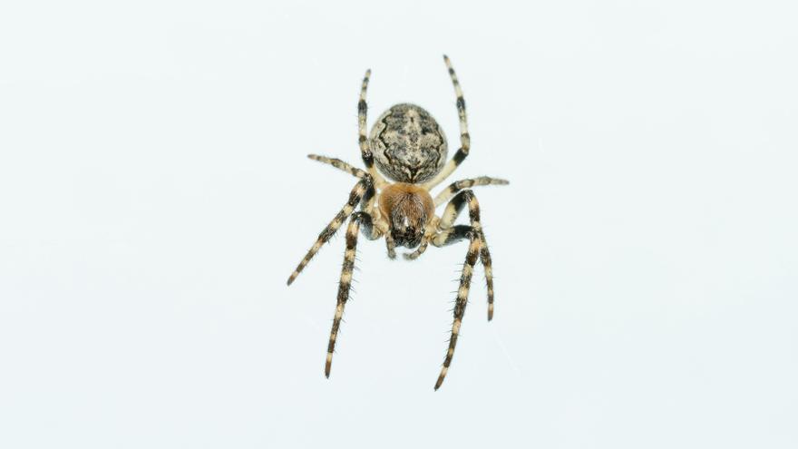 La lógica de la araña