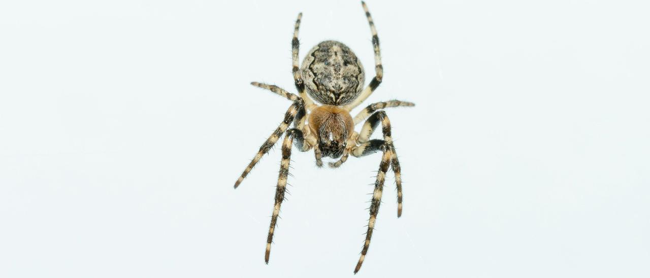La lógica de la araña